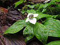 Thumbnail for File:Canadian Dogwood (9130935930).jpg