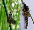 Canephora hirsuta (Psychidae) male and its case