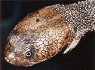 <i>Chelodina canni</i> species of reptile
