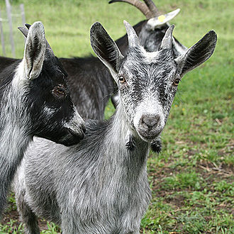 two grey goat kids