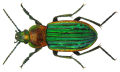 Carabus nitens Linné, 1758