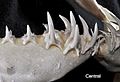 Carcharias taurus central teeth2.jpg