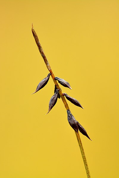 File:Carex pulicaris - Keila.jpg