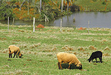 Sheep in the extreme south of Brazil Carneiros 2.JPG