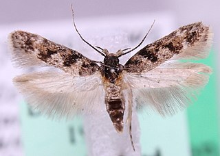 <i>Caryocolum alsinella</i> Species of moth