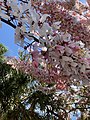 Cassia bakeriana growing in south Florida, USA 02.jpg