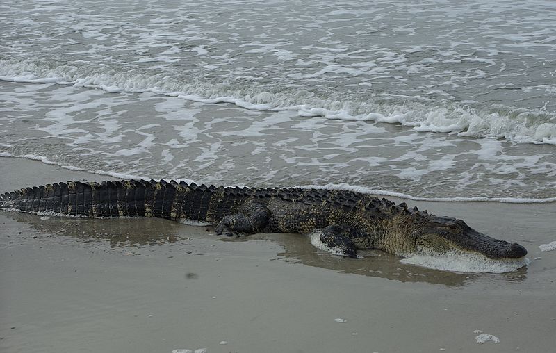 File:Caswell Beach Wildlife.jpg