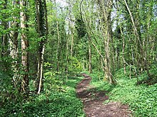 Caswell Wood - geograph.org.uk - 167311.jpg