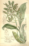 Catasetum randii