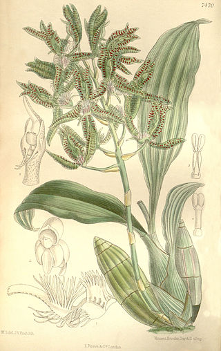 <i>Catasetum randii</i> Species of orchid