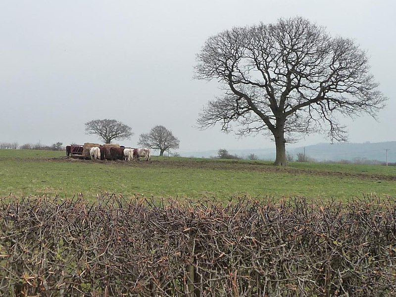 File:Cattle at a feeder, east of Healthwaite Hall - geograph.org.uk - 4390398.jpg