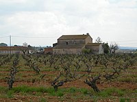 Cava wines growing in the Penedes region. Cava vines in Penedes.jpg