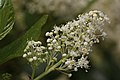 Ceanothus velutinus