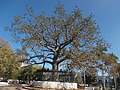 osmwiki:File:Ceiba pentandra in La Habana.jpg