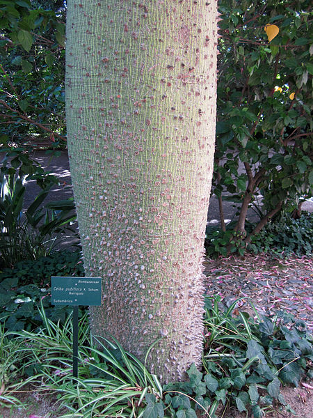 File:Ceiba pubiflora 2 - Jardin Botanico Malaga.jpg