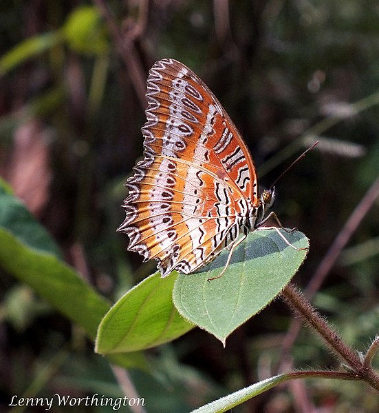 File:Cethosia biblis biblis (Drury, 1773) The Red Lacewing (23686834253).jpg