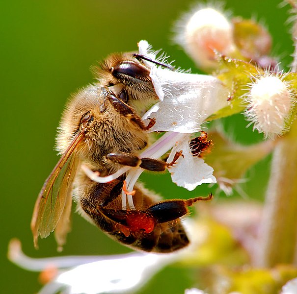 File:Chaval Brasil - Bee on Basil (more photos on comments) (by-sa).jpg