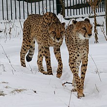 Cheetahs and other captive animals are able to live in cold climate, as demonstrated by these cheetahs at Tiergarten Schonbrunn, Austria Cheetahs (4353356375) (2).jpg