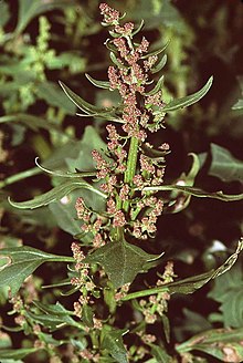 Chenopodium rubrum eF.jpg