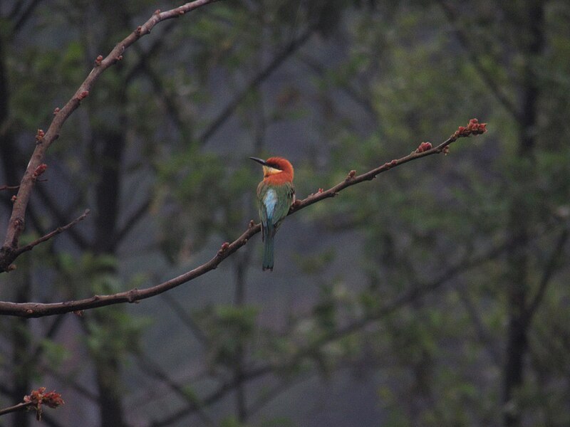 File:Chestnut-headed Bee-eater (2).jpg