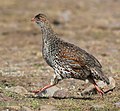 Thumbnail for Chestnut-naped spurfowl