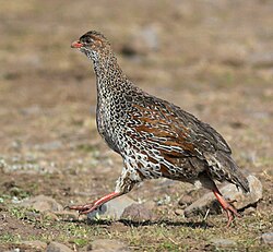 Chestnut-naped Francolin, crop.jpg