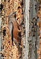 Chestnut tailed Starling I IMG 6779.jpg