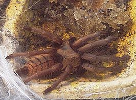 Chilobrachys fimbriatus