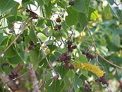 Sapium sebiferum