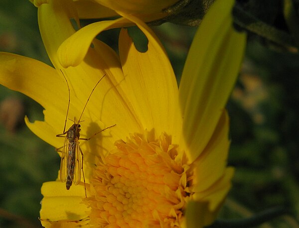 Chironomidae sp. female on flower of Euryops sp. Damage caused by beetles in family Meloidae.