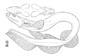 A galléroscápáról (Chlamydoselachus anguineus) készített vázlata (1884).