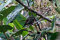 "Chloropipo_unicolor_Jet_Manakin_(male);_Chontabamba,_Oxapampa,_Peru.jpg" by User:Hector Bottai