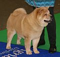 Chow Chow short-haired 1.jpg