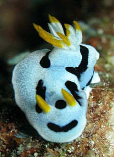 <i>Chromodoris dianae</i> species of mollusc