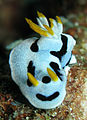 Chromodoris dianae