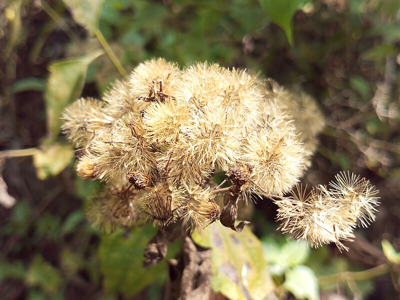 File:Chromolaena odorata 3.jpg