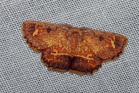 Tập_tin:Chrysocraspeda_ozophanes_(Geometridae_Sterrhinae).jpg