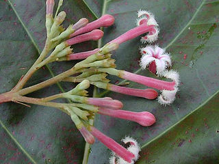 <i>Cinchona pubescens</i> Species of plant