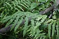 Cinnamon Fern, Osmunda cinnamomea