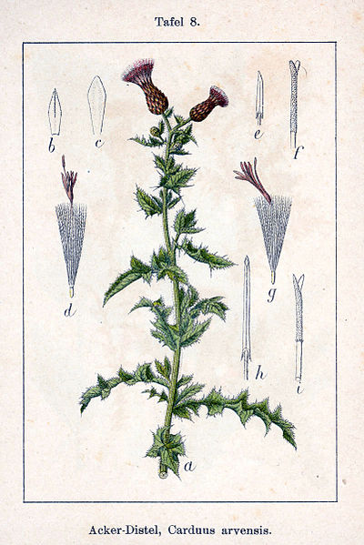 File:Cirsium arvense Sturm08.jpg