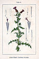 Cirsium arvense (as syn. Carduus arvensis) vol. 14 - plate 08 in: Jacob Sturm: Deutschlands Flora in Abbildungen (1796)