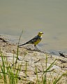 * Nomination Citrine Wagtail --Fabian Roudra Baroi 04:56, 20 January 2023 (UTC) * Decline  Oppose no definition --Charlesjsharp 16:10, 20 January 2023 (UTC) @Charlesjsharp: I didn't get it. Can you explain more about it ? --Fabian Roudra Baroi 21:57, 20 January 2023 (UTC) It is so processed that you can see very little detail of the bird --Charlesjsharp 13:08, 21 January 2023 (UTC)