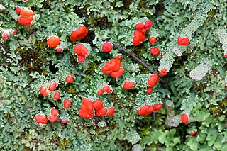 <i>Cladonia didyma</i> Species of lichen