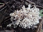 Clavulina coralloides Podkomorské lesy.jpg