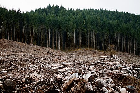 Clearcutting in Oregon