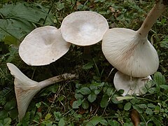 Clitocybe gibba G4.JPG