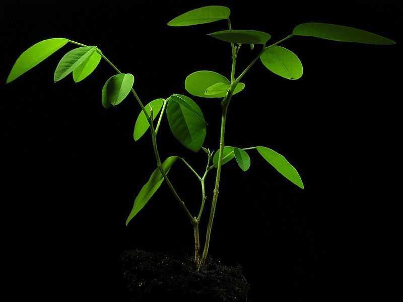 File:Clitoria ternatea20130716 16.jpg