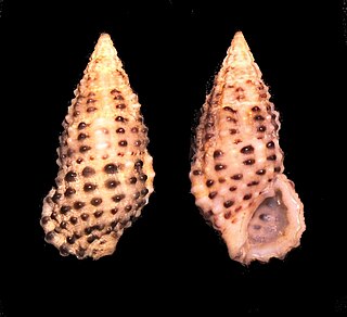 <i>Clypeomorus</i> genus of molluscs