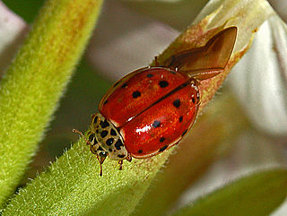 <i>Harmonia quadripunctata</i> Species of beetle