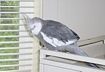 Thumbnail for White-faced cockatiel
